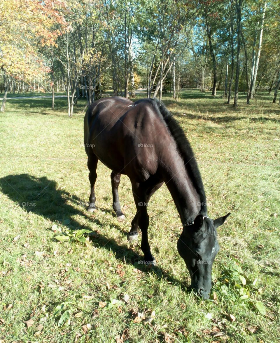 Mammal, Animal, Cavalry, Pasture, Farm