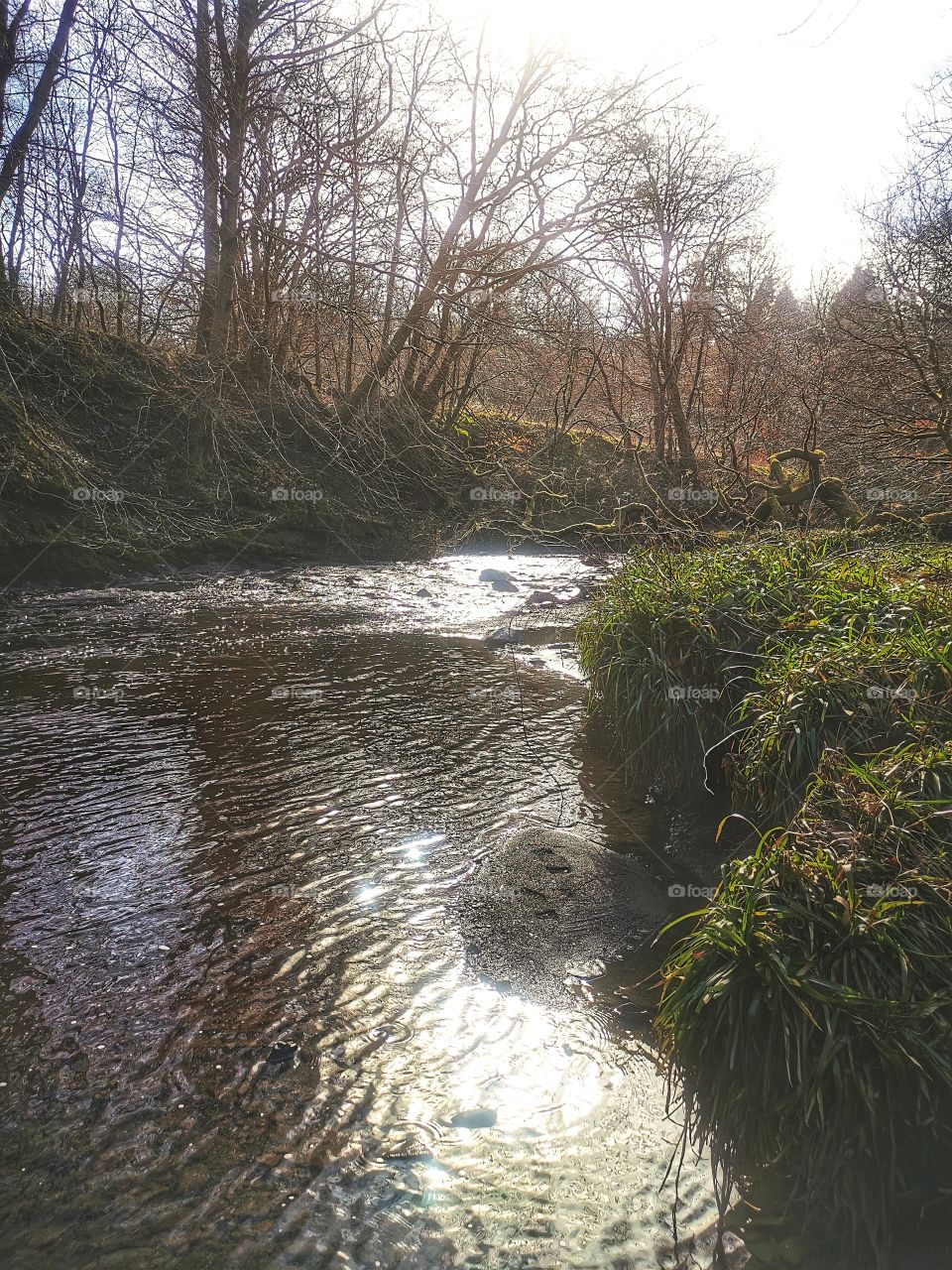 On the banks of the glen