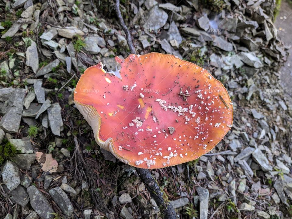 Fly agaric