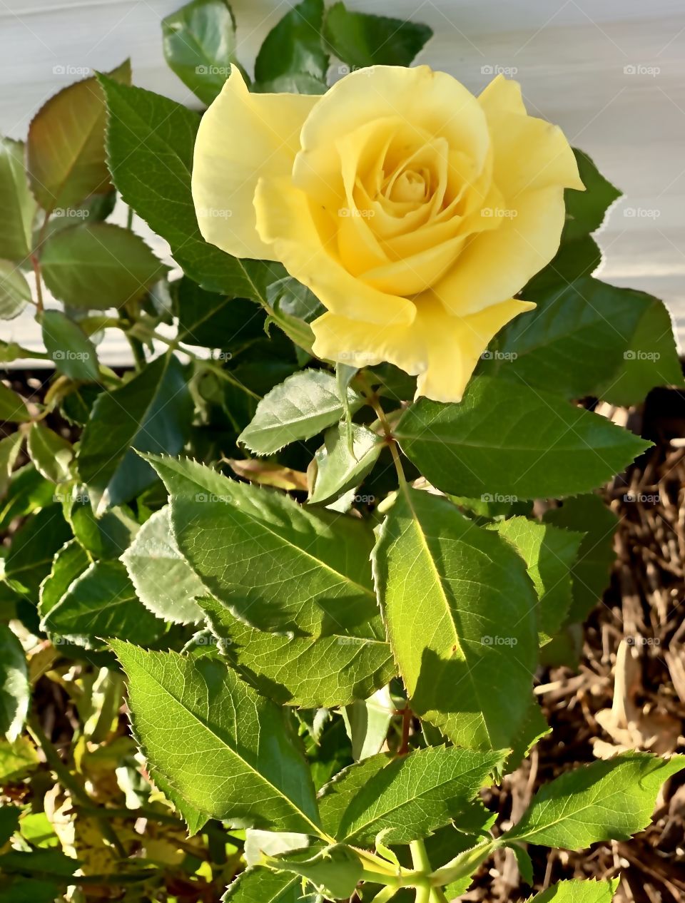 Springtime yellow blooming garden rose