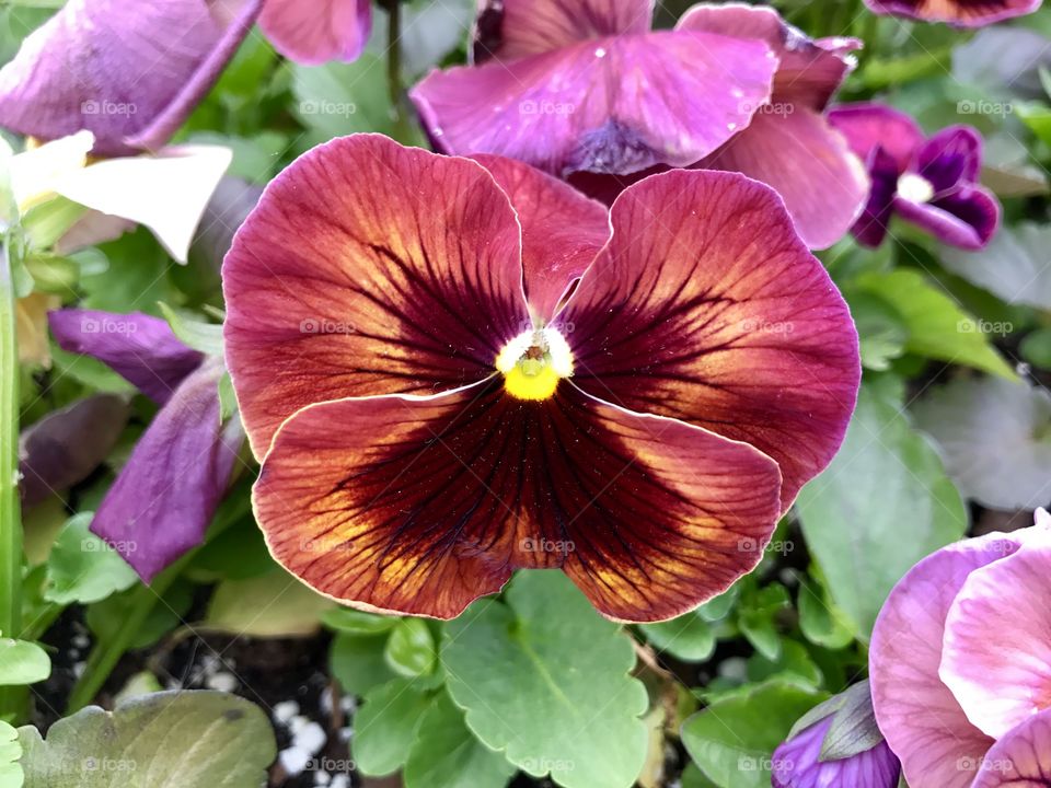 Pansy 