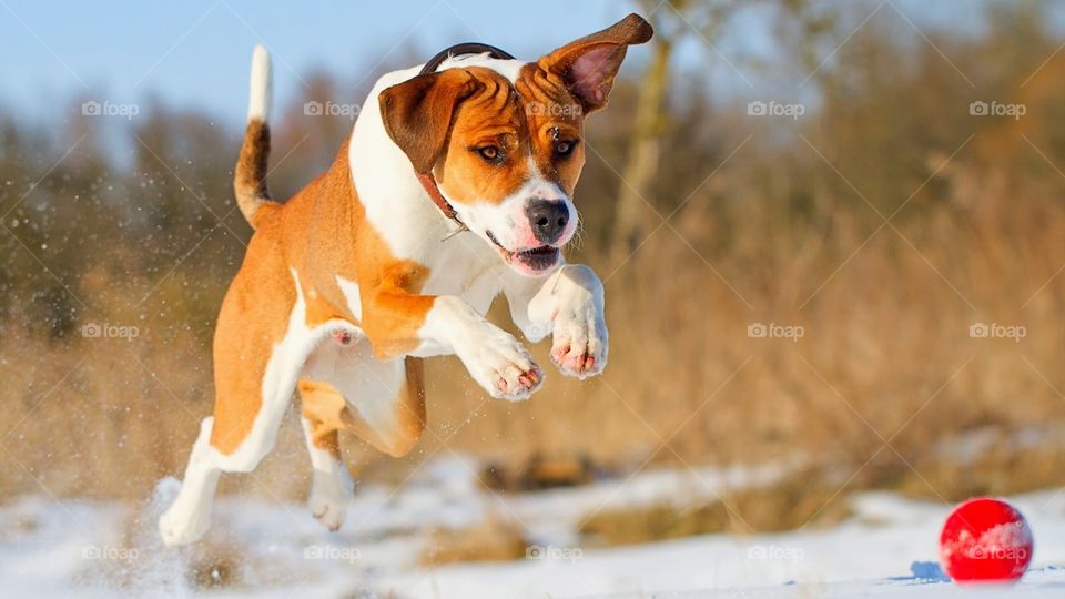 A dog chasing a ball 