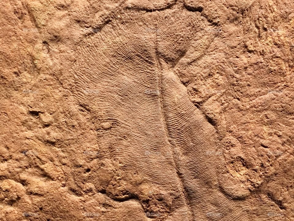 Ancient fossils in sandstone rock stone seabed floor, closeup, marine biology, geology, history, earth sciences. Background with copy space, closeup