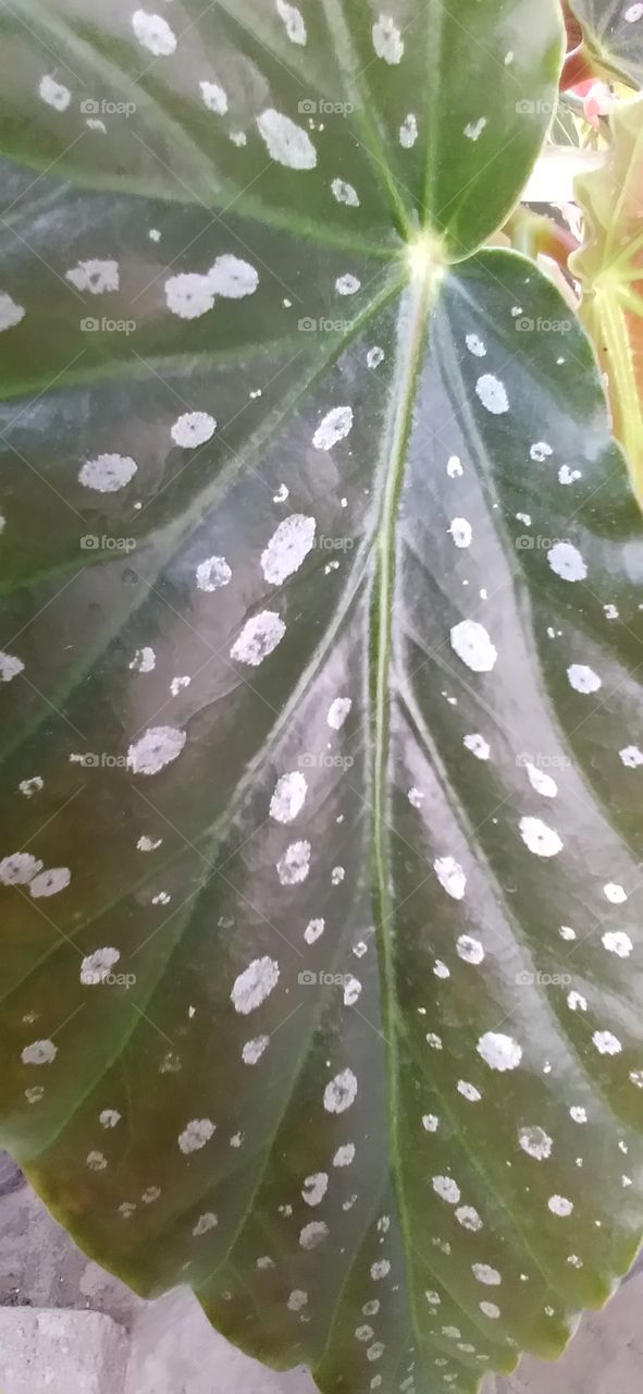 leaf and texture