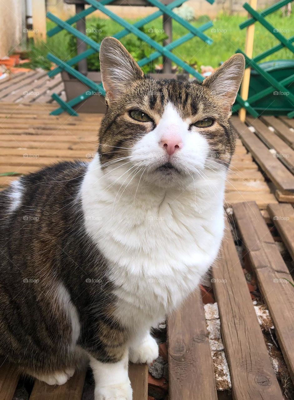 Tabby and white cat pulling her best cute face because she wants treats