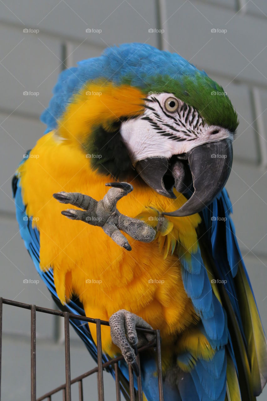 Ara parrot