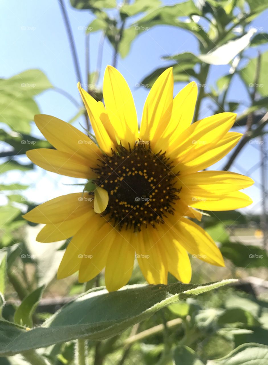 Sunflowers