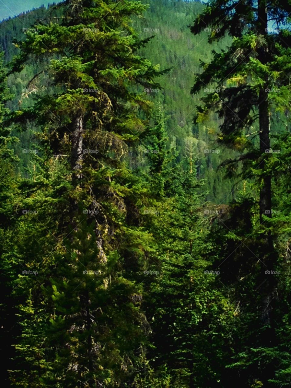 Majestic Spruce