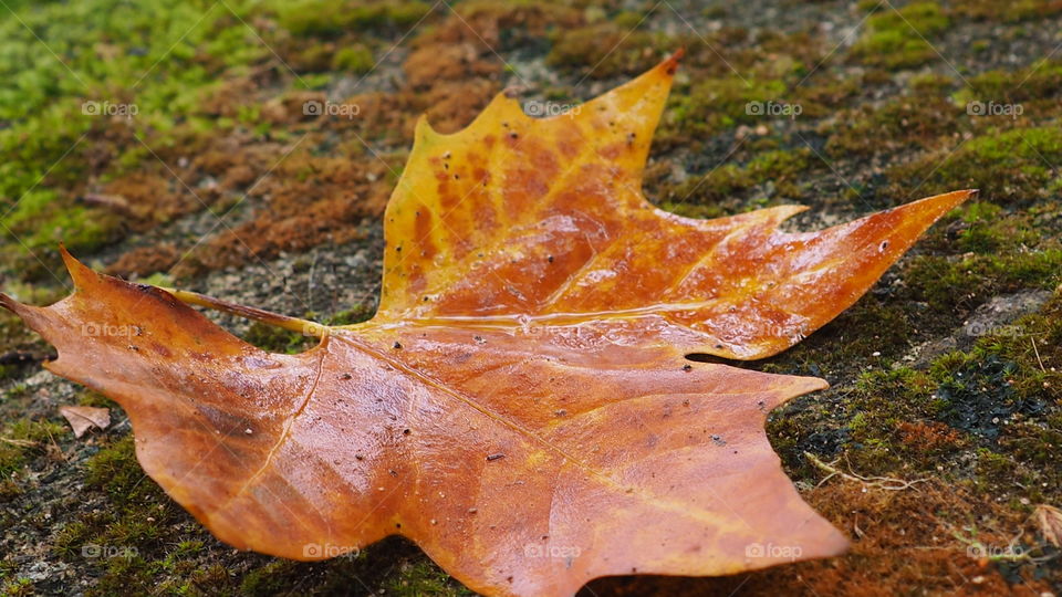 leaf on the ground