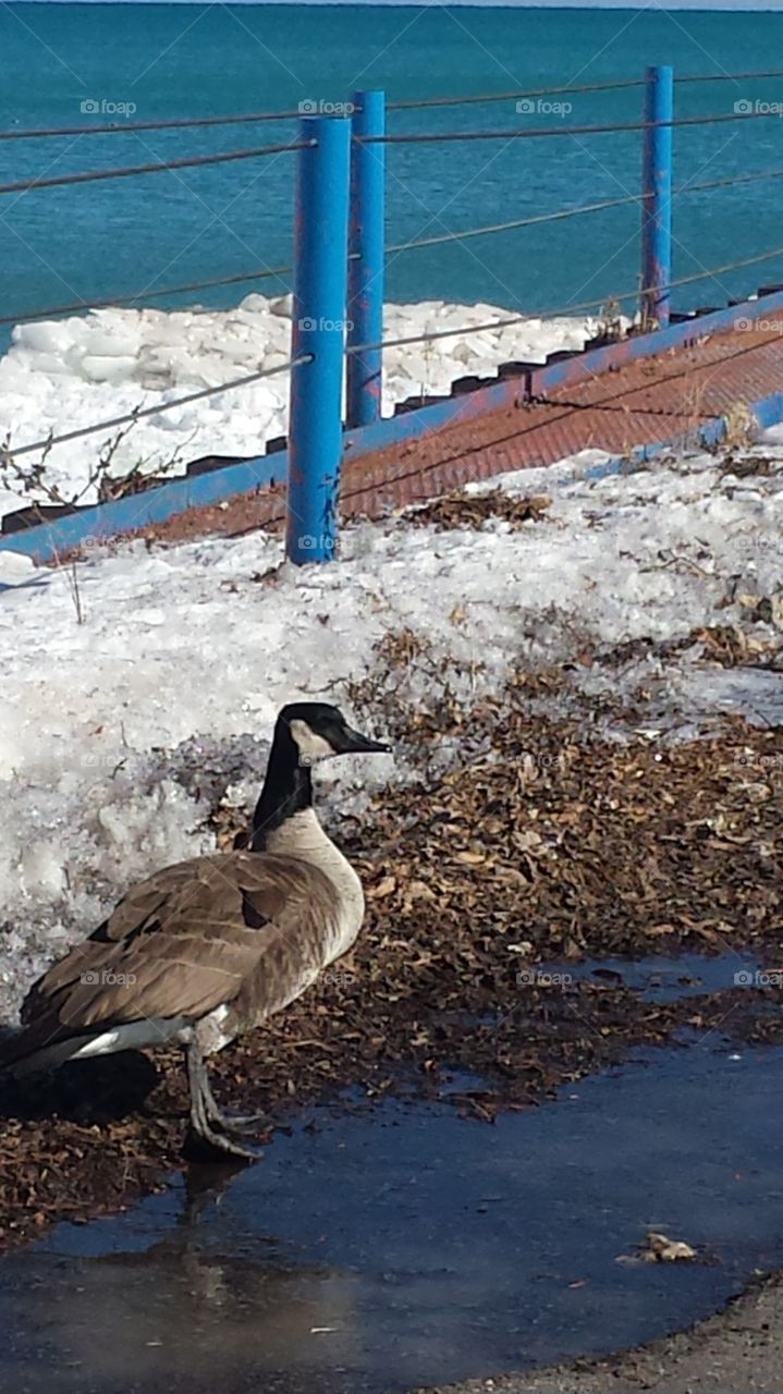 Bird near a wire. Cold winter day