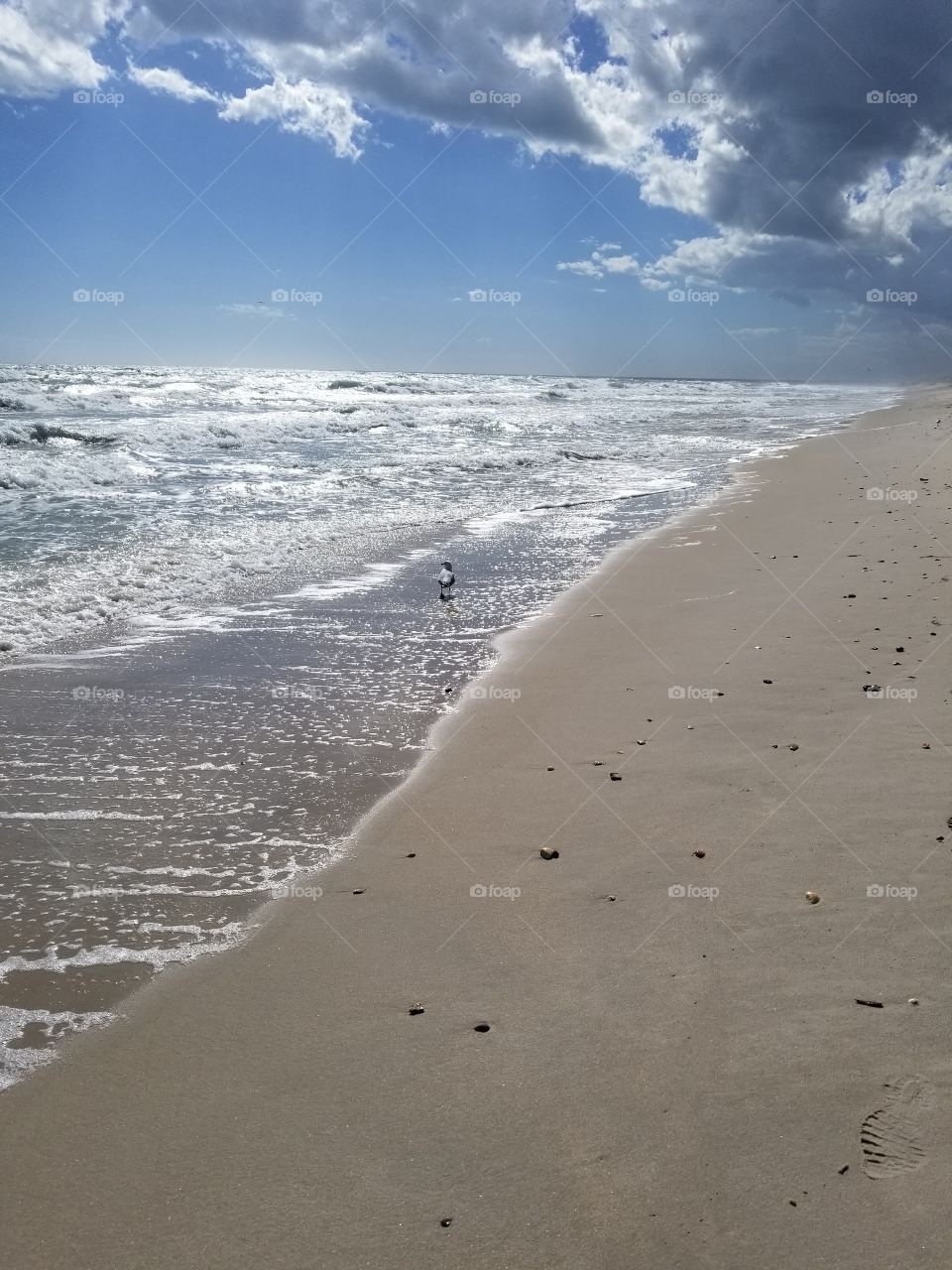 seagull on the ocean edge
