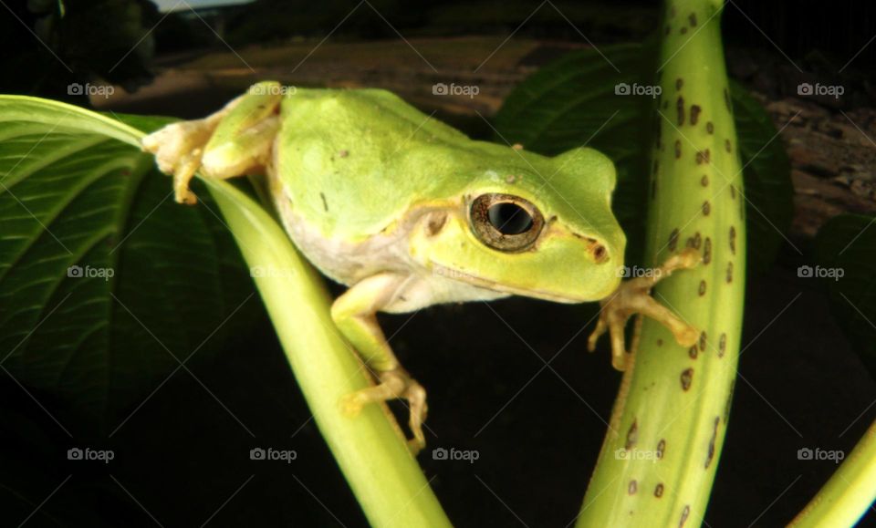 frog