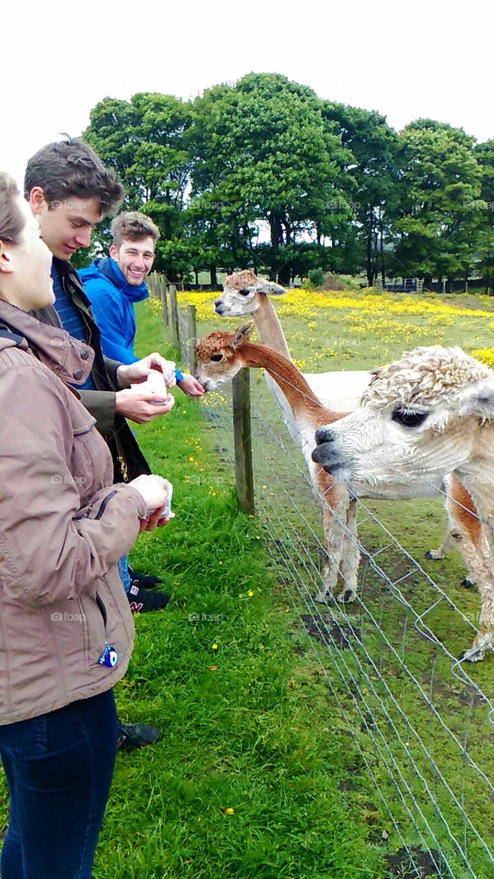 feeding the alpacas