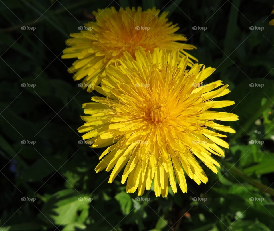 Dandelion