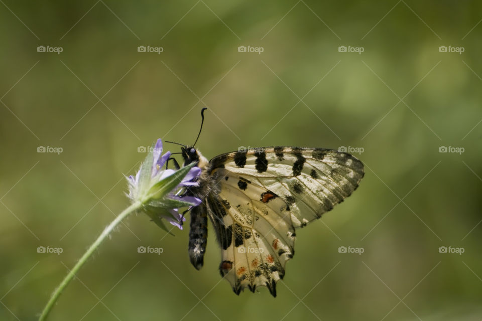 Eastern festoon - Zerynthia cerisy