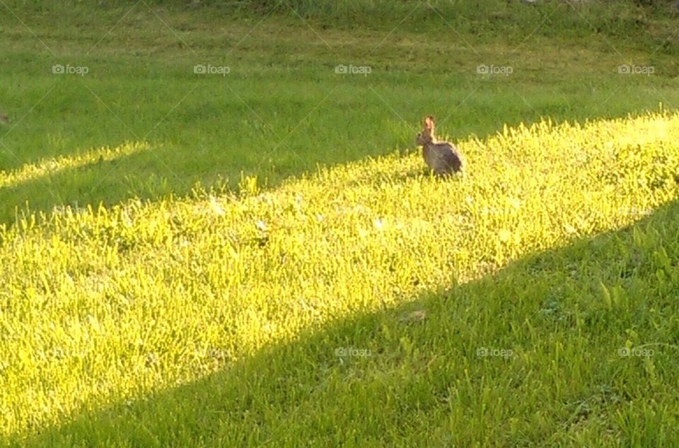 bunny. bunny just sits in our yard