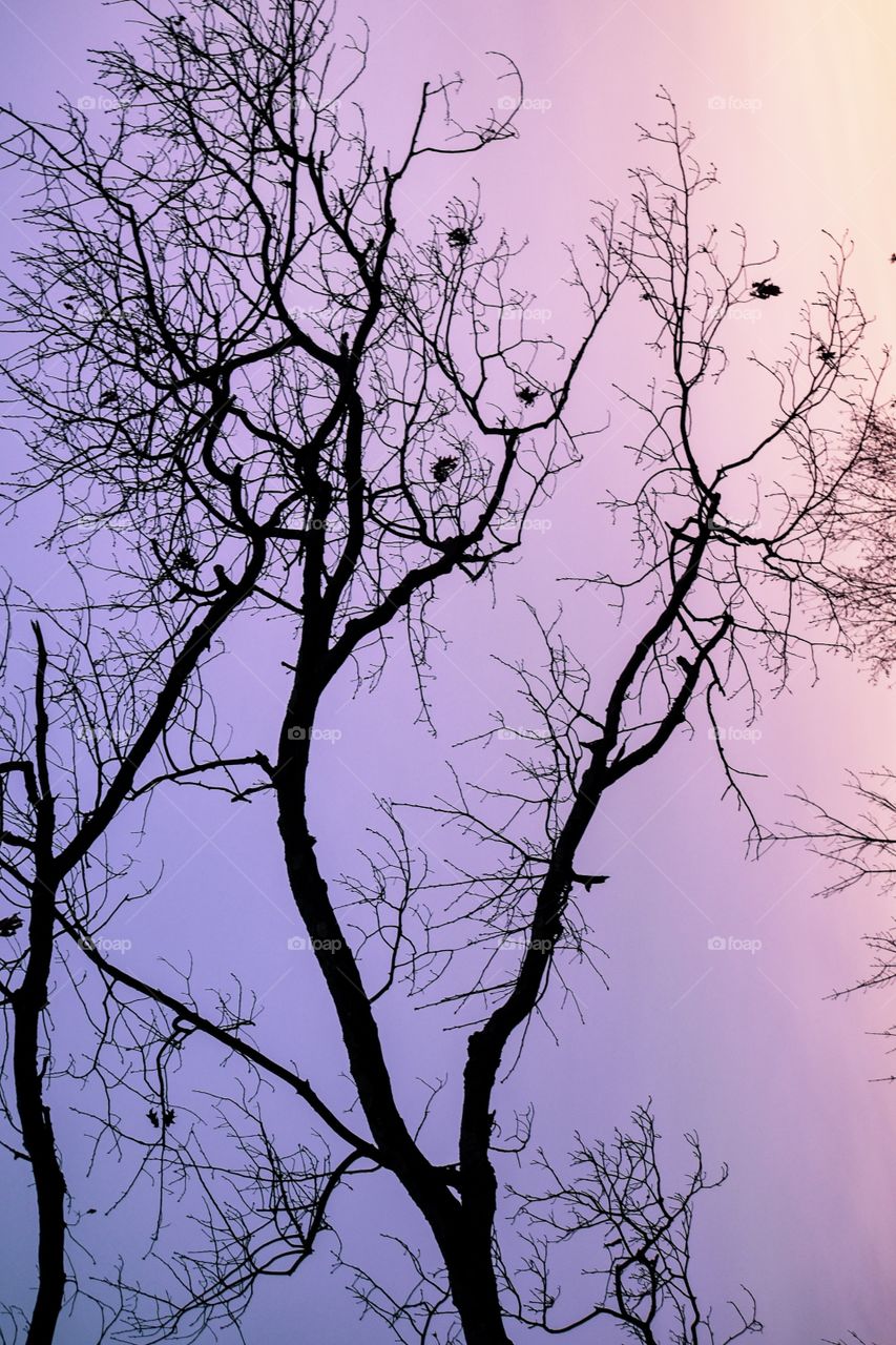 A silhouette photo of a tree on a glorious pink sunrise! This is one of those breathtaking moments I had! So happy to capture it in a photo.