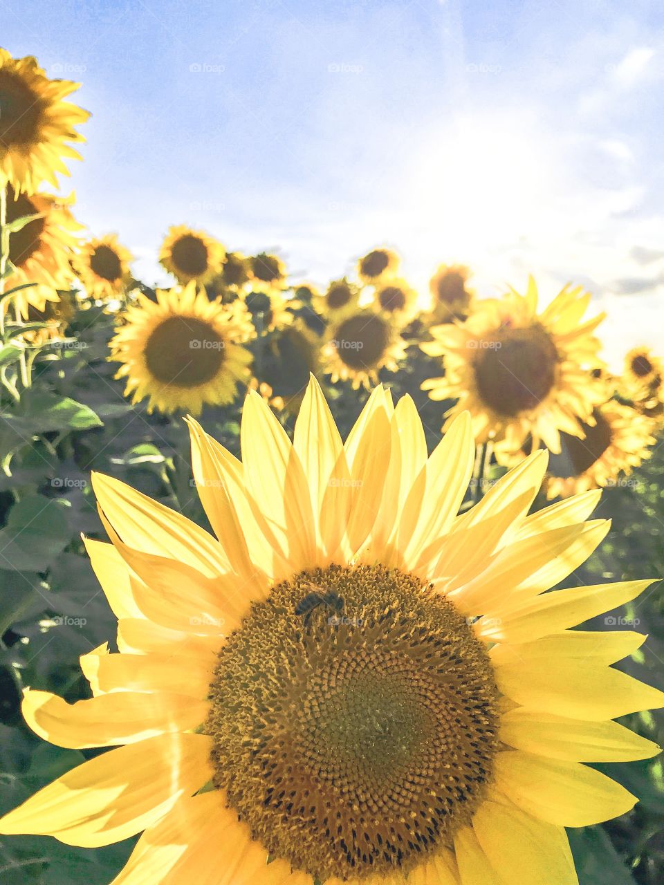 field of sunflowers