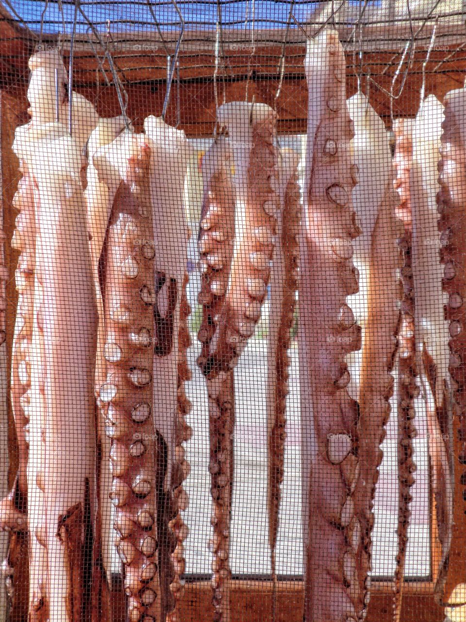 Octupus in a drying cage