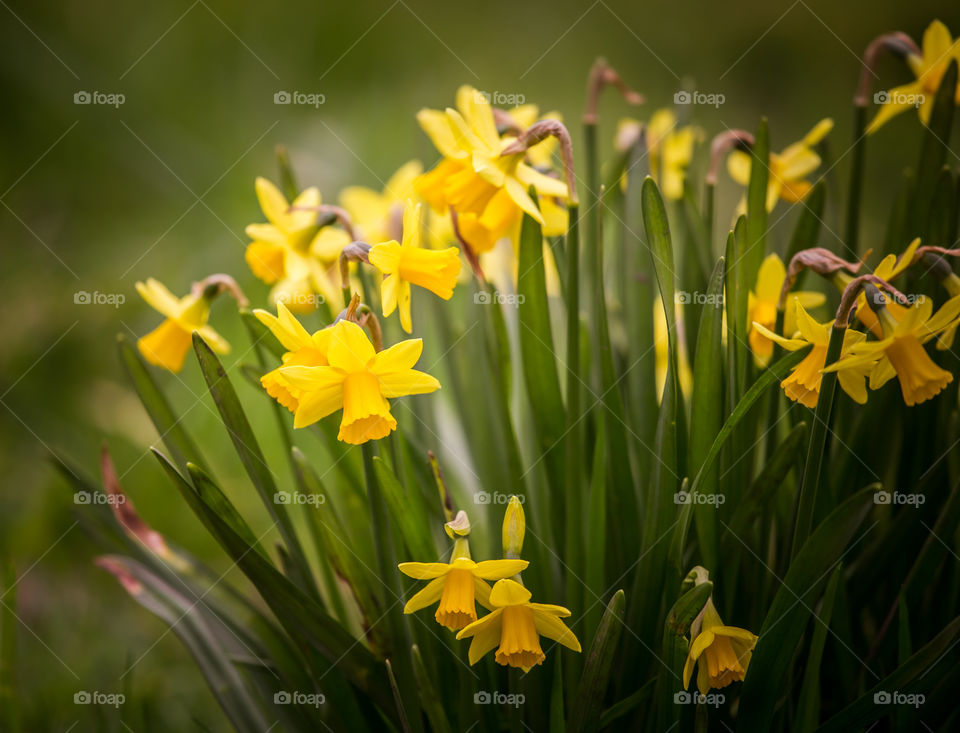 Spring flowers in London