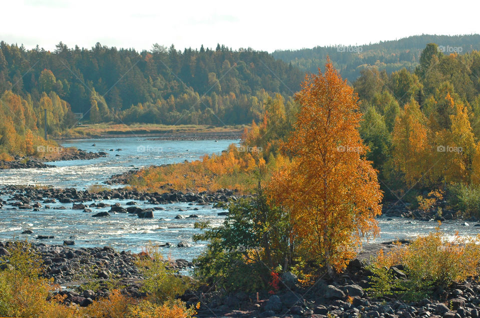 autumn tre river