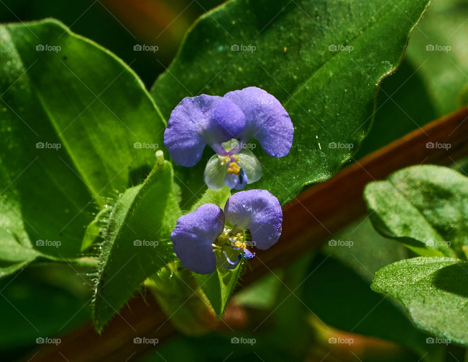 Floral photography - Benghal day flower