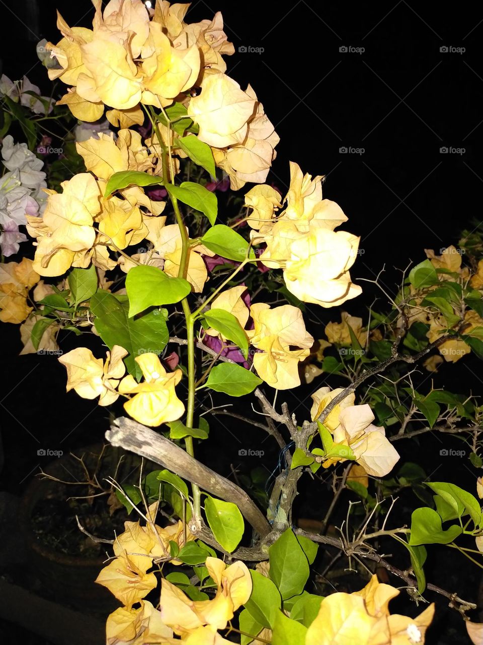beautiful bougainvillea that eluminates in the night