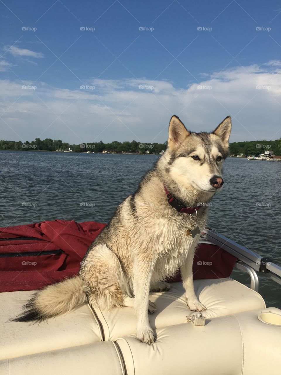 Water husky 