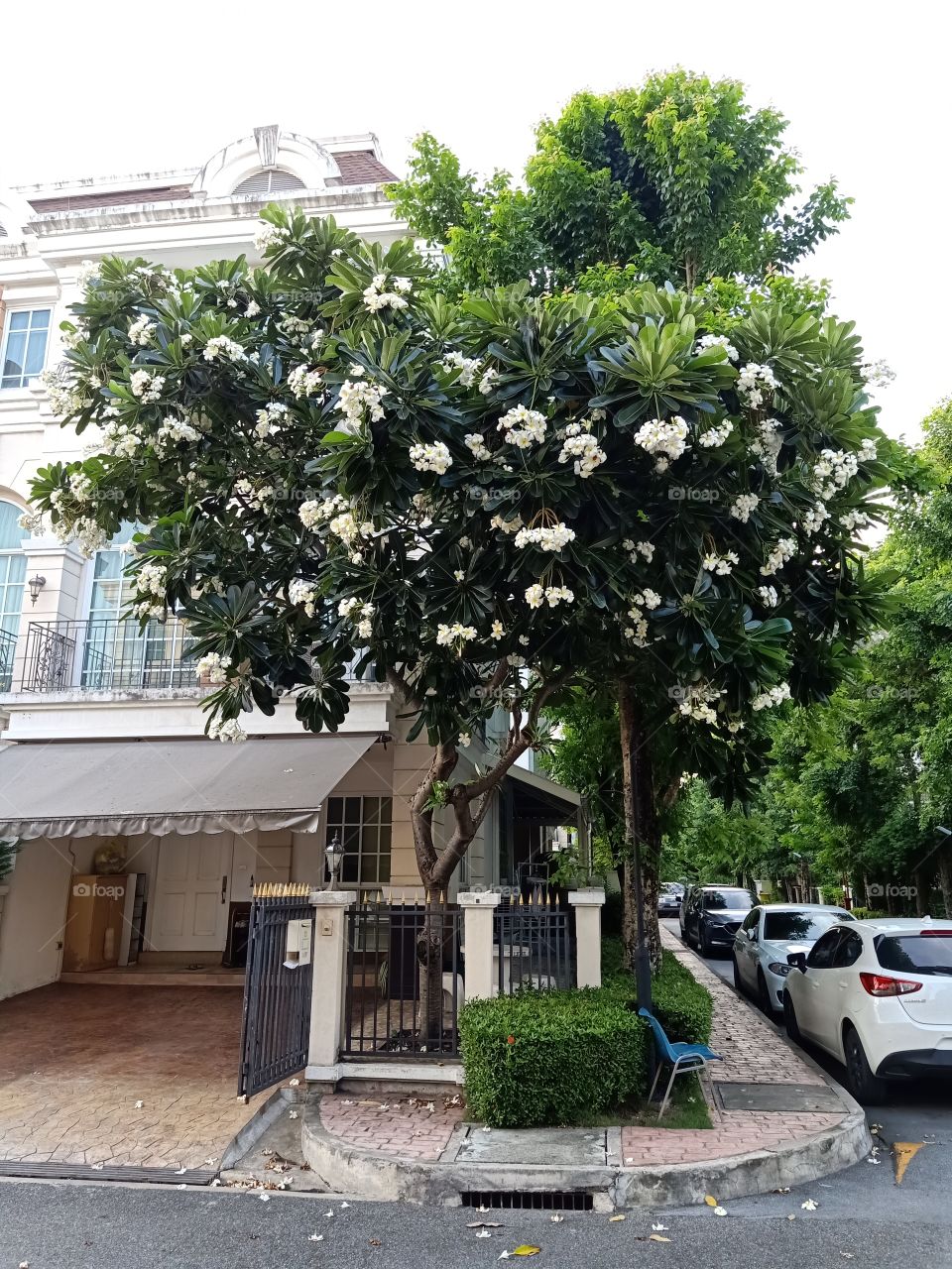 Plumeria Flower