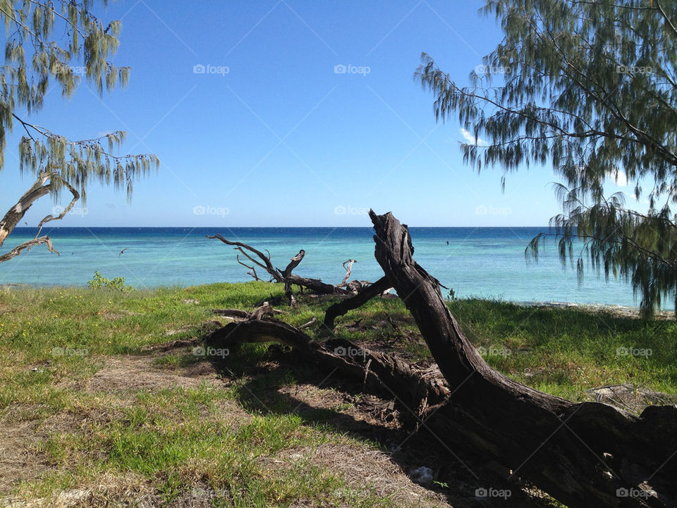 ocean tree relax paradise by iggysilva