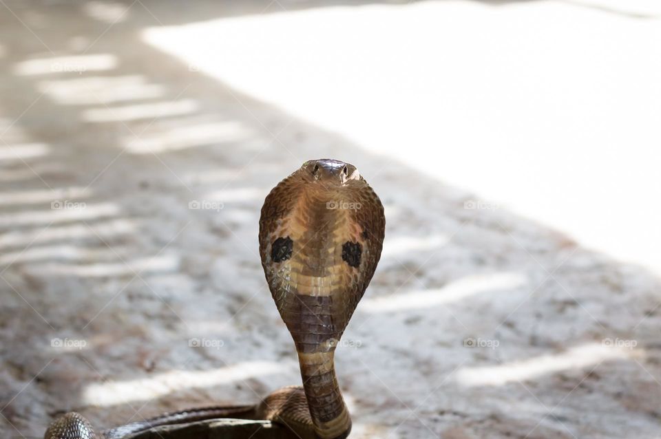 Cobra....an unusual pet.