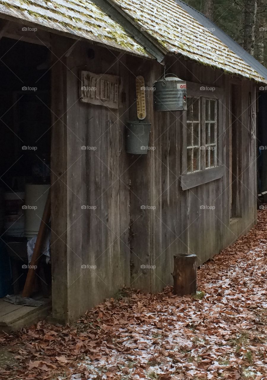 Maple sugar shack in the woods 