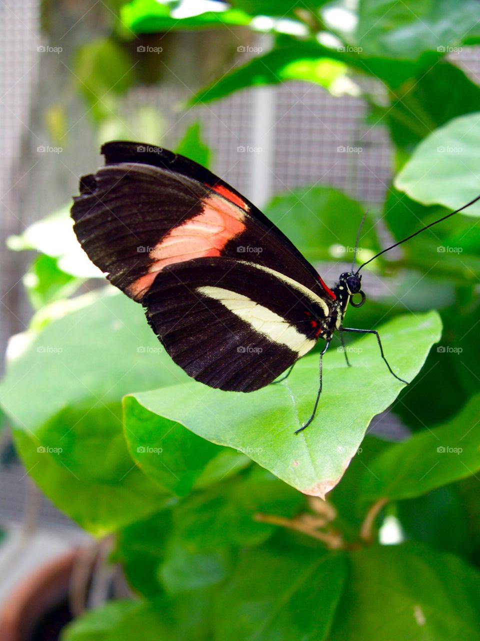 Beautiful butterfly 