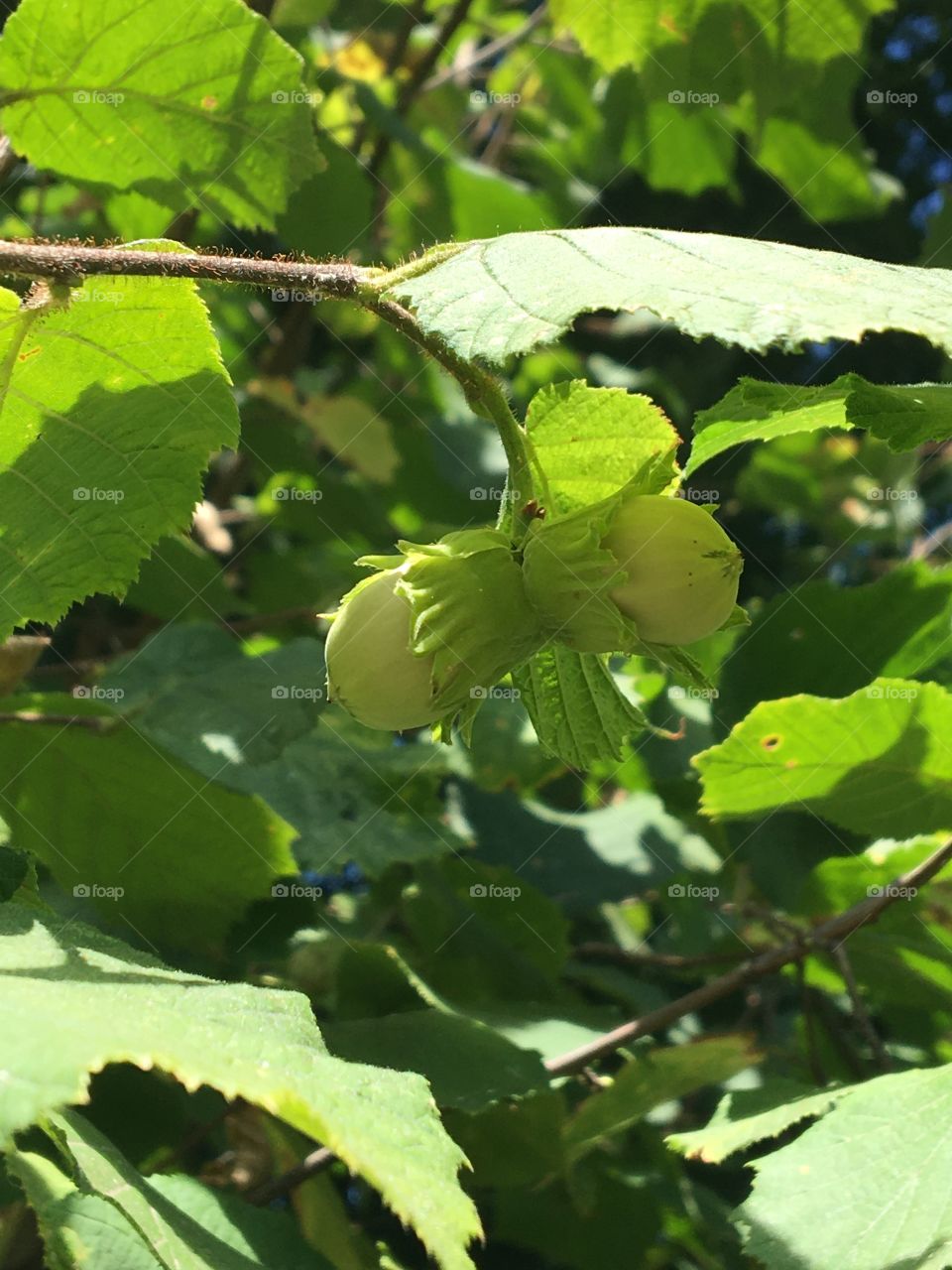 Hidden hazelnuts in shadow of summer