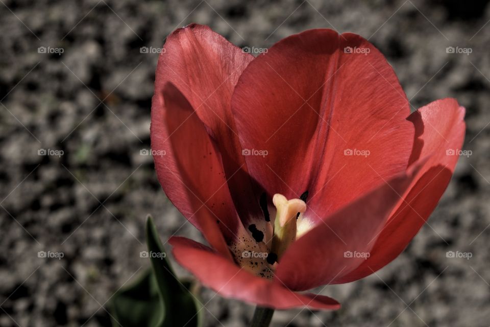 red flower