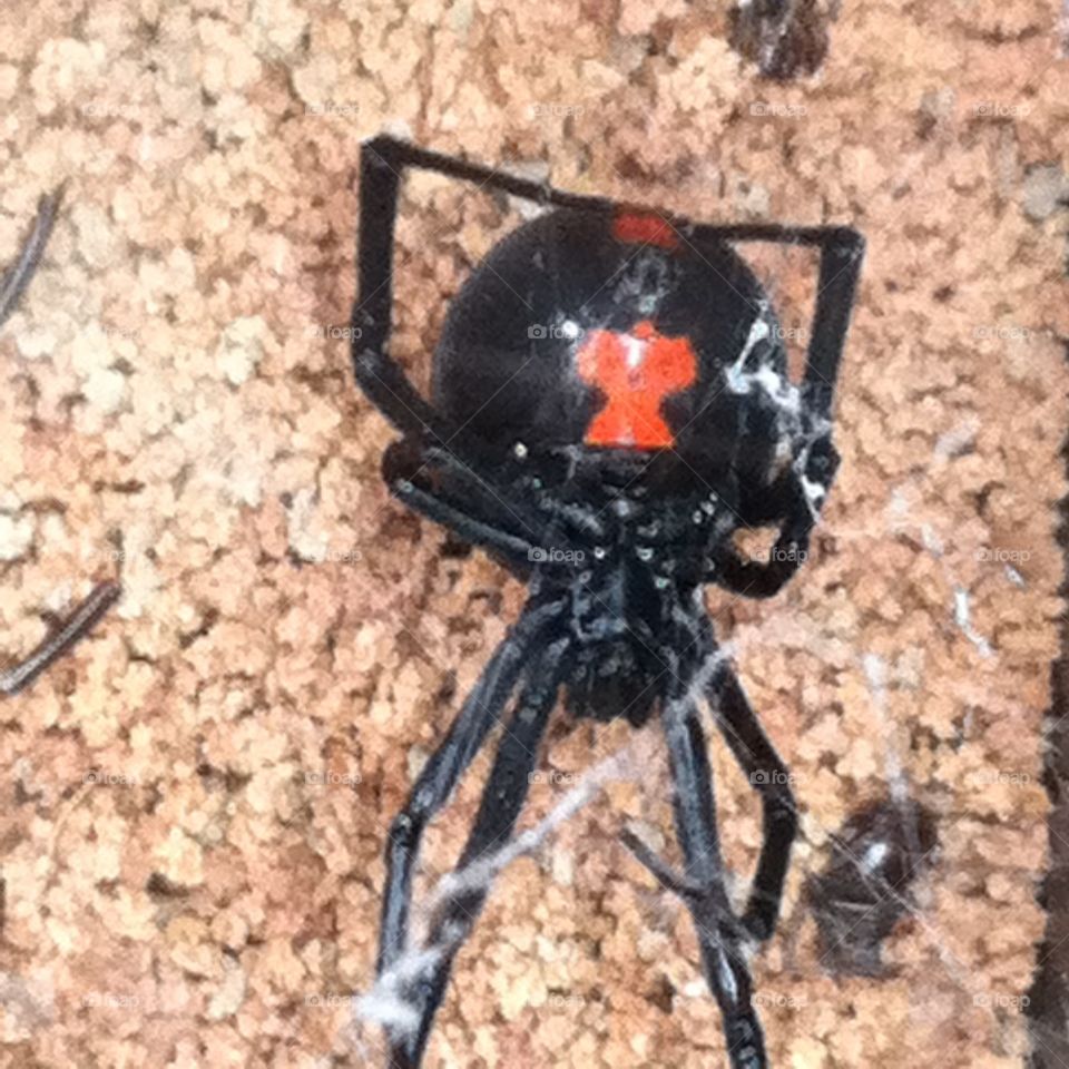 Black Widow