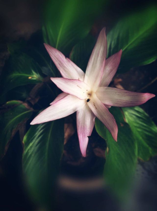 pink flower