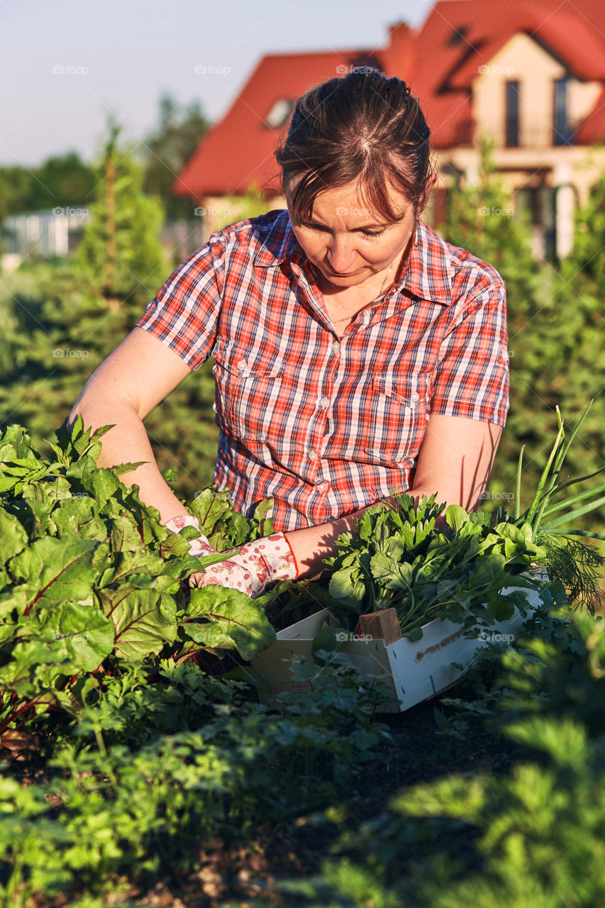 Woman working in a home garden in the backyard, picking the vegetables and put to wooden box. Candid people, real moments, authentic situations