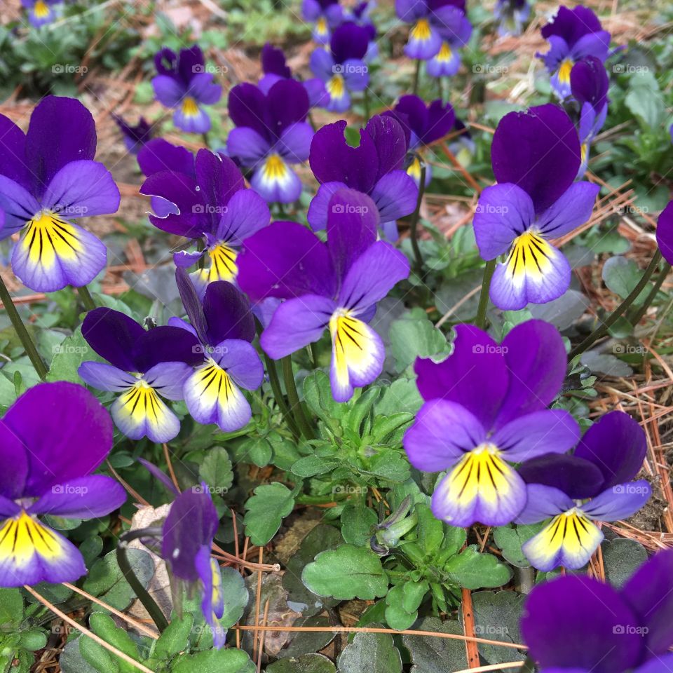 Pansies in large group growing in Garden.