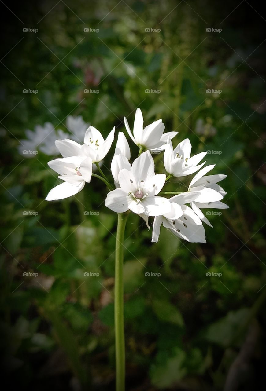 Allium trifoliatum Cirillo