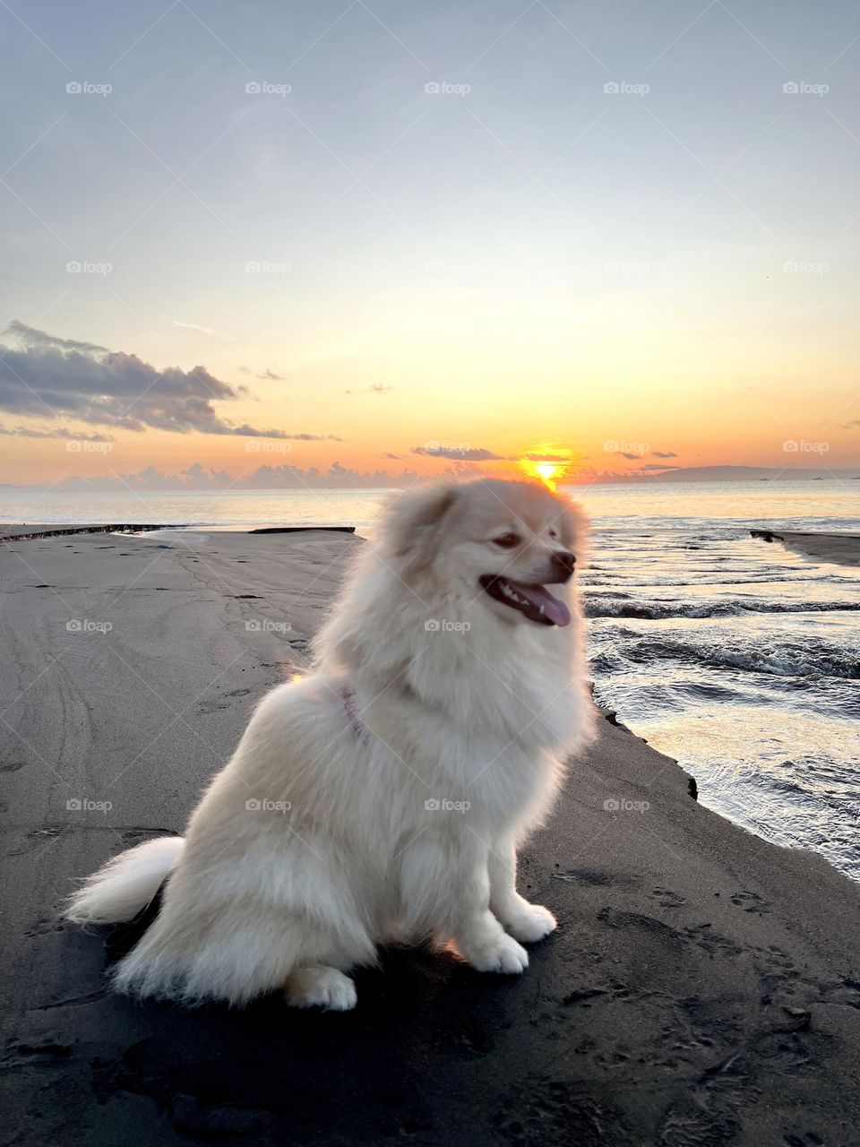 sunrise and animal
