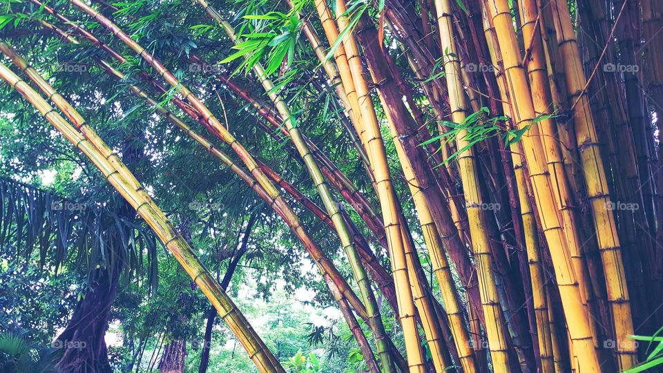 bamboo