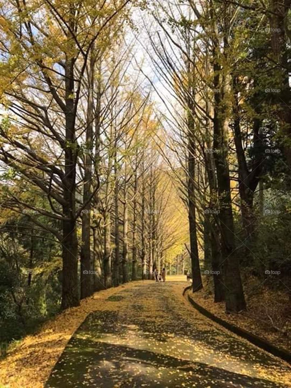 Majestic Golden Splendor