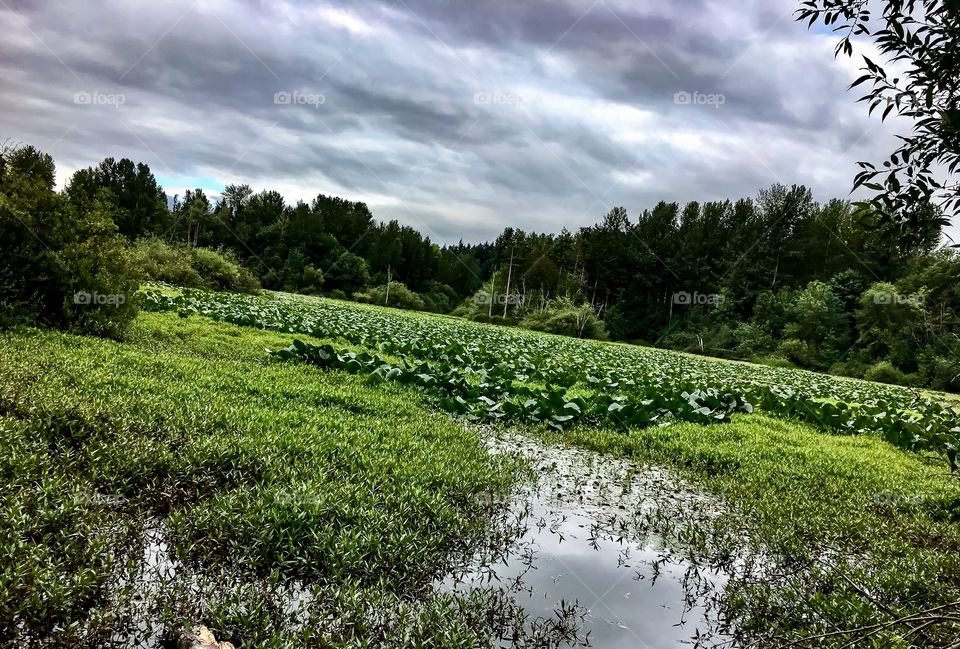 Panther Lake in Summer 