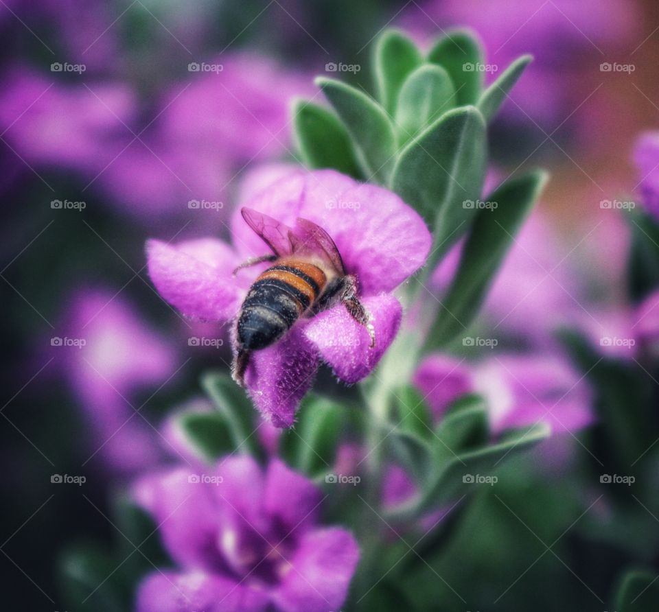 photo of a bee enjoying much the pollen