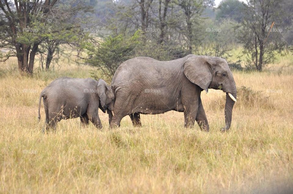 Young elephant pushing mom