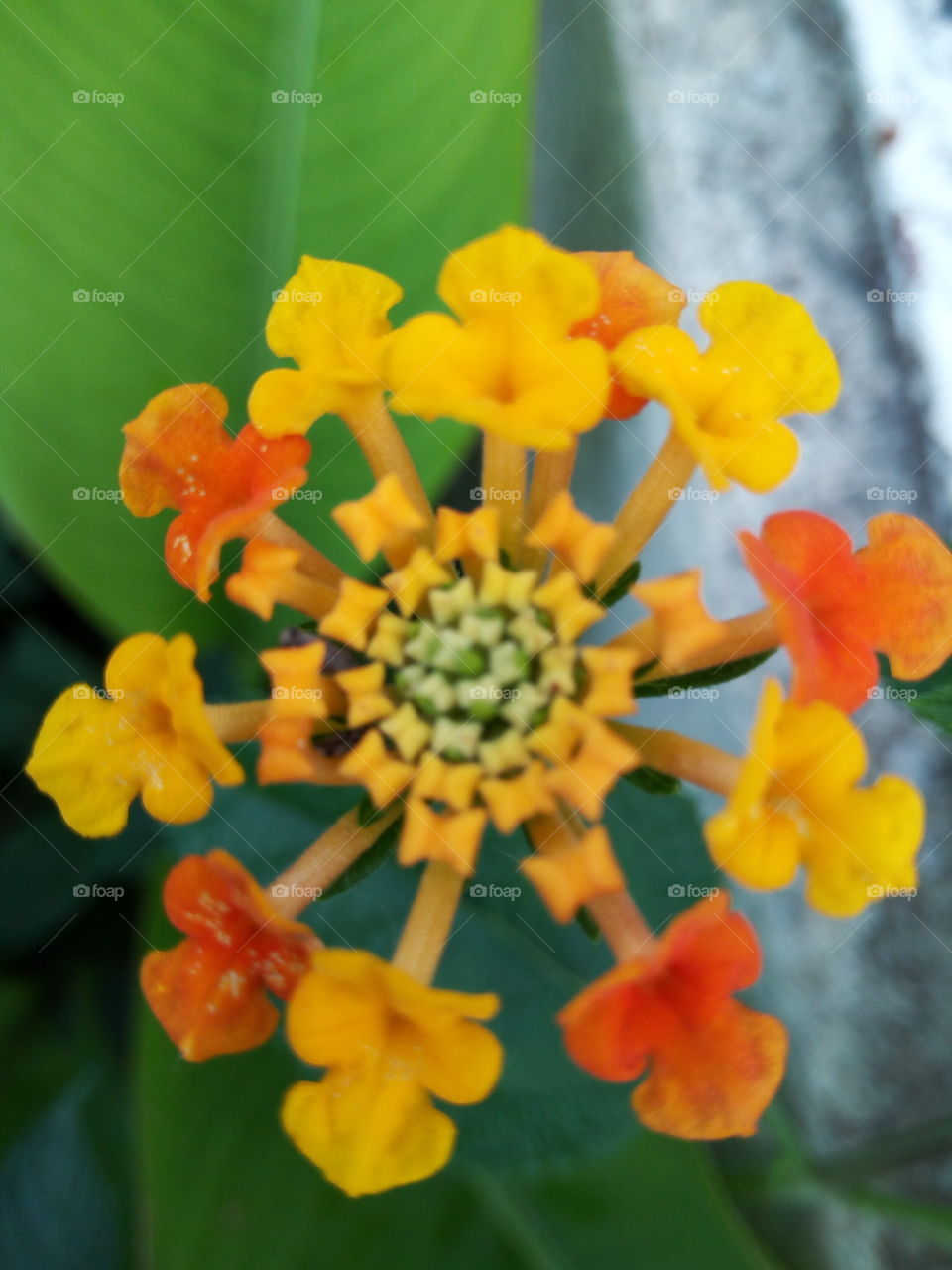 No Person, Nature, Flower, Leaf, Summer