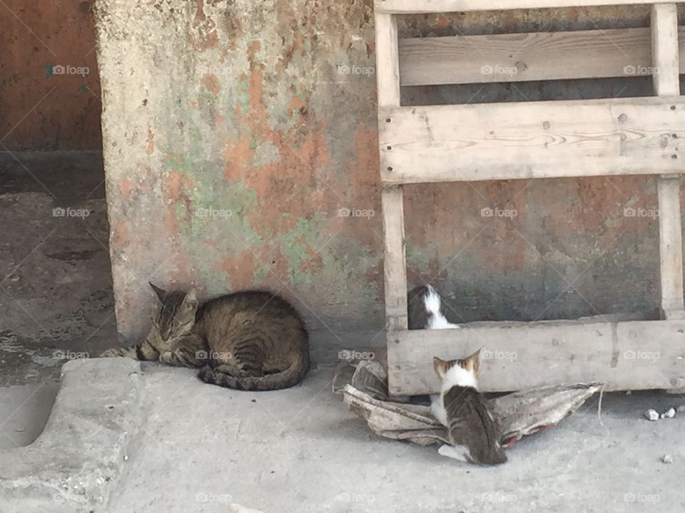 Cat and kittens in Grand Goâve, Haiti village 