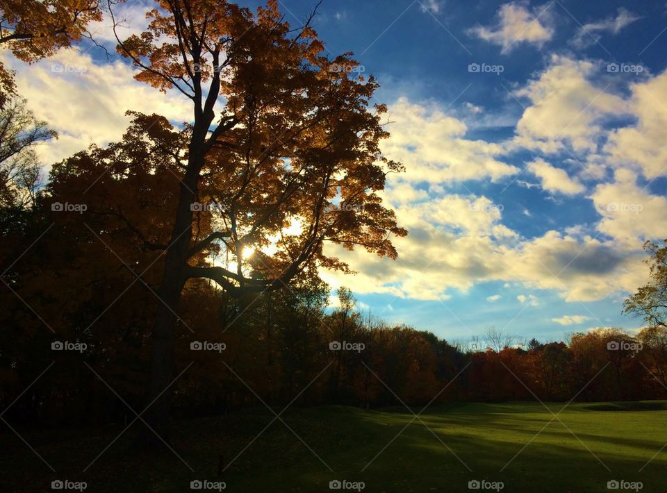 Sunlight passing through tree