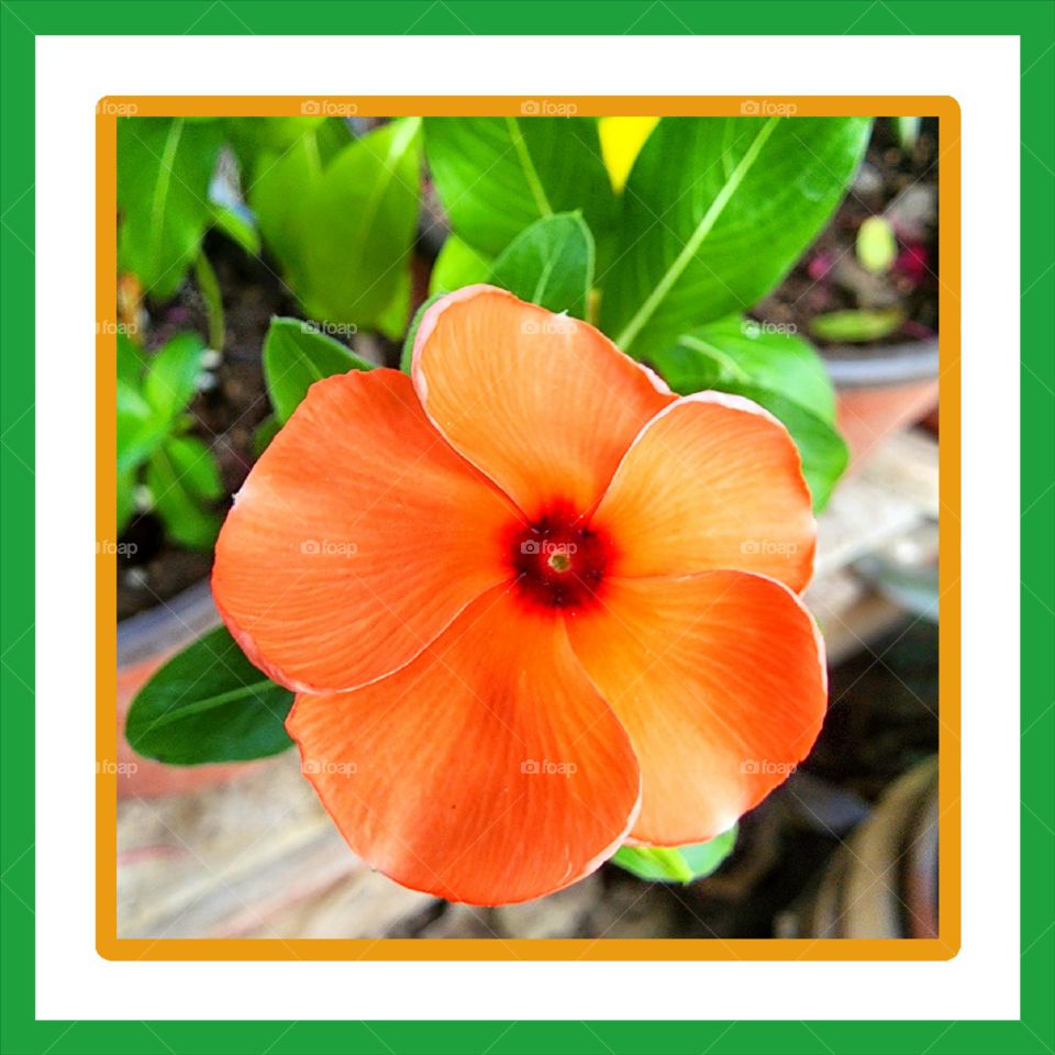 vinca peach
